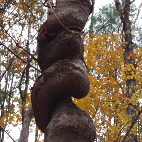 Meet your Posher, Hopeful - Picture 9 of 16